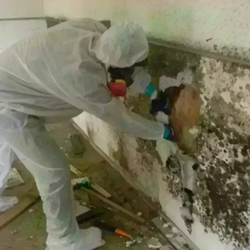 Mold Remediation and Removal in Hamilton, OH